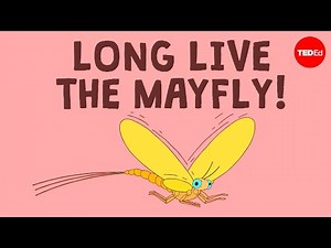Why do bugs swarm over water? - Luke M. Jacobus