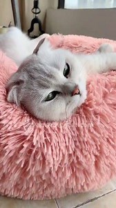 487K views · 8.5K reactions | NEW Marshmallow Cat Bed That Cats LOVE ✅ Has Calming Effects on Cats  Get it at ➡️ amazinglycat.com/products/soft-round-cat-bed *Limited Supply* | Amazingly Cat | Facebook