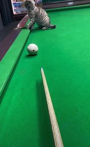 The #cat's #ball🎱 skills are amazing! #catlover #catloversclub | ShanghaiEye