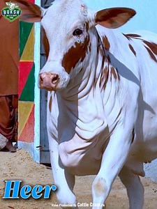 17K views · 620 reactions | Gulabi Bachriyon k liyeeee sirfffff Buksh Cattle Farm / 0300-2502904  Almost 200+ Hiefers available for QurbaniLovers..!  #MashaAllah #BukshCattle #Season2026 | Cattle Craze.ρK | Facebook