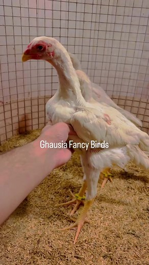 GFB Homebreed White O SHAMO’s Chicks 🐥 are Ready for our Client from Germany 🇩🇪 😎🦅 I wish You very best of Luck ❤️ Thanks For Always Trusting a Brand GFB 😎🦅Call or whatsapp for your bookings 0306142666703071426667 Location Lahore for exact location search Ghausia Fancy Birds on Google Maps | Ghausia Shamos Land
