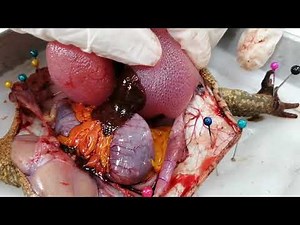 Frog Dissection