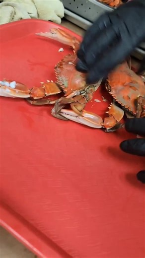 When in doubt, crab it out..🦀🦀🦀 #marylandbluecrabs #seafoodrestaurant #seafoodlover #vegasrestaurants #vegasfoodie #vegasdining #vegaslocals @wherevegaseats @808_inda_702 @lasvegas_restaurants | Crab Corner