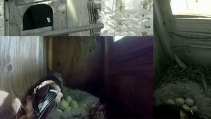 Live Japanese Wildlife Cam