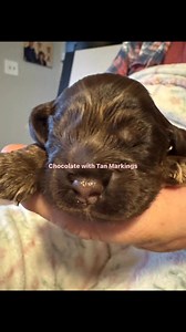 AKC American Cocker Spaniel Puppy Cordova Cocker Spaniels | Cordova Cocker Spaniels