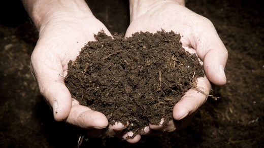 L’ambroisie à feuilles d’armoise