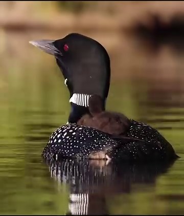 83K views · 5.8K reactions | Common loon wailing in main with a chick on its back #loon #wildlifephotography #bird #animals #nature | Harry Collins Photography | Facebook