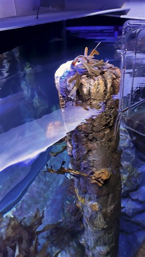 2.7K views · 84 reactions | Exciting Seadragon Update  We moved some of our juvenile #WeedySeadragons on display! We’re so excited to see them continue to grow and thrive  Read the full story in the link in our bio! | Birch Aquarium at Scripps | Facebook