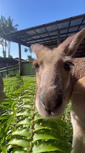 POV you’re a leaf 🌿 #kangaroo #macropod #australianicon #animal | Rainforestation