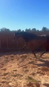 17K views · 50 reactions | Wide Open Race Horses on Reels | Facebook