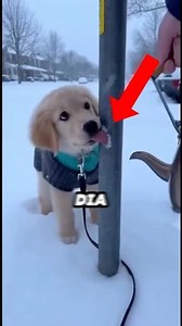 SE LE QUEDÓ LA LENGUA PEGADA A UN POSTE🐶