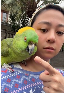 Jalan sore sama si ijo kesayangan 💚🦖 Btw, kenapa ya burung selalu pengen gigit barang yang nggak boleh digigit? 😭👇 • • • • • #fyp #viral #trending #foryou #funny