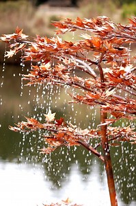 Botanical Copper Fountains