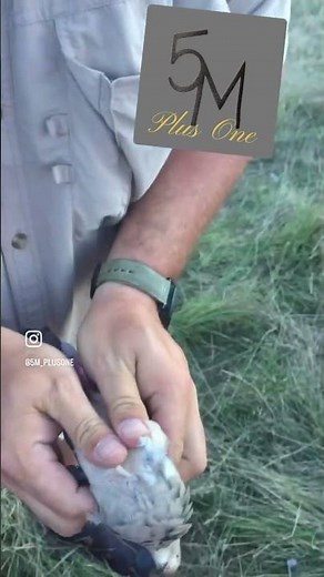 How to clean a dove in the field. Dove cleaning 101