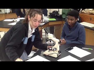 Room 229 - Circulation in a Goldfish