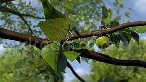 Oranges growing Timelapse stock video. Video of oranges - 45797589