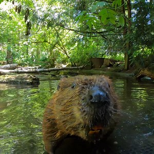 ABC: Always Be Carrying (Sticks) | Oregon Zoo