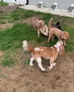 Maeve, Loki, Sophie, Reese, Alle and Izzy | Premier K-9 | Facebook