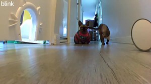 Dear Diary, Vinny thinks his poop is better than mine