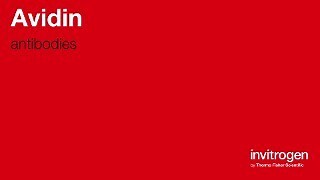 Avidin antibodies from Thermo Fisher Scientific