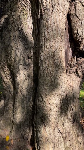 4.5K views · 80 reactions | BIG Butternut Tree and American Sycamore on the grounds of Martin Van Buren National Historic Site, Kinderhook, NY. #bigtreeseekers #nysbigtrees #bigtreesny #historictrees #bigbutternut #butternut #butternuttrees #bigtreehunters | Ancient Forests & Champion Trees | Facebook