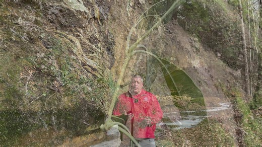 1.7K views · 18 reactions | Mountain Laurel has beautiful flowers, but its leaves are toxic. In this video, our forestry field specialist takes you to his farm in southern Ohio to explain more about this common forest plant. #MountainLaurel #OhioStateUniversityExtension #WeSustainLife #ForestHealth #DidYouKnow | Ohio State University Extension | Facebook
