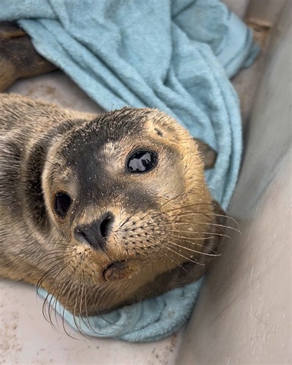 102K views · 1.1K reactions | They take care of them till they're ready to be returned to the wild ❤️ | Furry Tails | Facebook