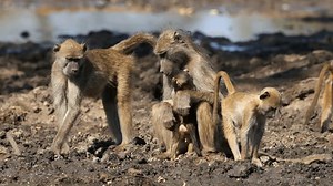 Chacma Baboon Papio Ursinus Family Natural Stock Footage Video (100% Royalty-free) 3846538863 | Shutterstock