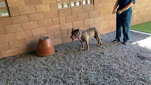 Friends of Moreno Valley Shelter Animals on Reels | Facebook