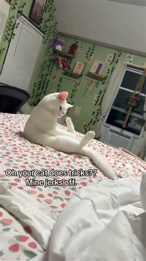 Cat Gets Frisky #cat #catvideos #funnycatvideos