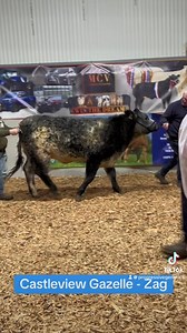 3.4K views · 37 reactions | Impressive progressive genetics bred cattle in the show ring at the Elite Commercial Haltered Sale on Friday  Contact your local Progressive Genetics breeding advisor to choose sires like these to suit your commercial needs !! #pgbred | Progressive Genetics | Facebook