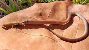 Rare snake found dead at Florida state park after eating centipede