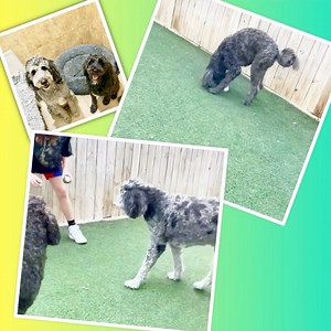 Lyle & Lester getting their MPA Loo on! | Mount Pleasant Avenue Premier Canine Villas & Spa