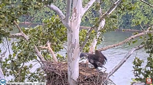 10K views · 549 reactions | Lucky took advantage of the high winds we had in the Pittsburgh area and was testing his wings at the United States Steel Corporation bald eagles nest. Come watch Lucky live before he fledges at: https://pixcams.com/uss-eagles/ #eagle #eaglecam #eaglenest #livestream | PixCams | Facebook