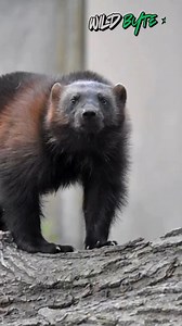 How long can a wolverine survive between meals in the Arctic wild? #Wolverine #WolverineFacts #ArcticAnimals #WildlifeSecrets #SurvivalInTheWild #ExtremeSurvival #ColdClimateAnimals #NatureExplained #WildlifeWonder #DidYouKnow #PredatorFacts #AmazingAnimals #ArcticLife #NatureShorts #ScienceShorts #WildlifeShorts #ViralFacts #AnimalAdaptations #SurvivalSkills #fblifestyle | WildByte