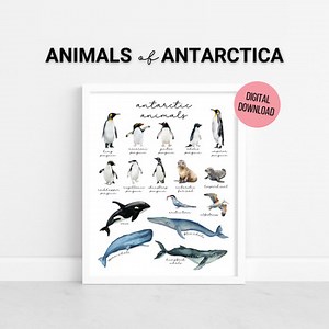 Antarctic Animals Poster | Watercolor Science Printable | Nature Study