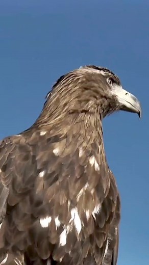 The Golden Eagle: Majesty of the Skies | Petsux | Facebook