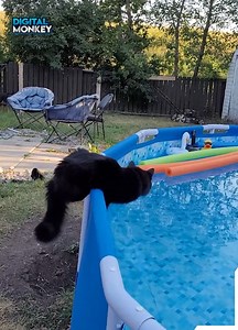 46K views · 309 reactions | DigitalMonkey on Reels | Facebook