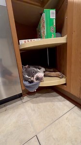 427K views · 10K reactions | Oh all places to decide to take a nap… (: Nicole Corey via ViralHog) | Fluffy Animals | Facebook