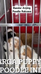 Giant poodle Puppy #giantpoodle #poodlesofinstagram #dog #doglovers #dogloversindonesia | Bobby Sant