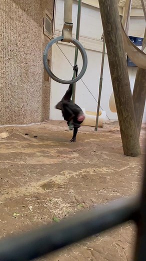 Bonobos love to play, even as adults! Not only does our troop play with their enrichment swings, ropes, and toys, but some will play with guests through their enclosure window too! 🎥 Keeper Audrey #primate #ape #bonobo #love #animals #memphiszoo #endangered | Memphis Zoo