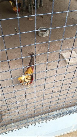 Golden Hen With Stunning Long Tail 🐓