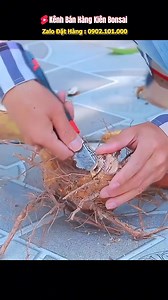 18K views · 100 reactions | Làm cây bonai #bonsai | Thú Chơi Bonsai | Facebook