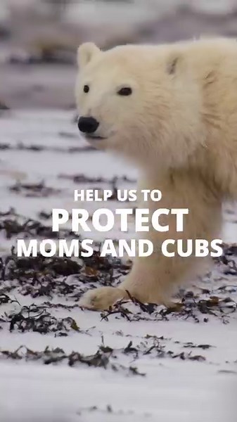 Get ready to celebrate #InternationalPolarBearDay! ✨ Support Polar Bear mums and their adorable cubs by donating to our charity, the WildLife Foundation, you might even win a special meet and greet with our beloved Polar Bears! 🐻‍❄️👉 http://easydonate.org/PBW12 | Yorkshire Wildlife Park