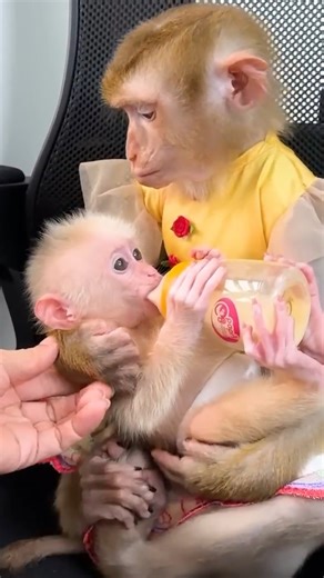 Intelligent Kaka feeding Monkey Mit milk #Kaka | Kaka Page