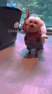 哈哈哈😂😂😂 你笑了吗😂 | KX Master Neo 梁赈彏风水命理大师