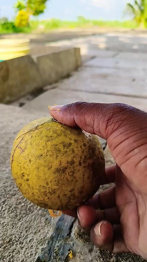 Hard Bell fruit 🍑🍑💔#bellfruit #fruit #fruitcutting #fruits #youtubeshorts #night #sunday #california #moon #traveltheworld #domingo #noite | Wallace Wright