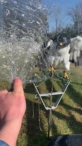 Spring has sprung! Yesterday was the Spring Equinox, and the birds are already enjoying the longer light. Alfred the Auger Buzzard enjoying a nice shower in the warm sunshine! | The Falconer