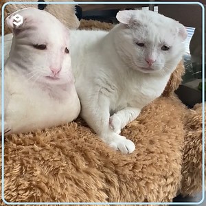 44K views · 1.3K reactions | Cats meet their ugly custom-made pillows | 9GAG Aww | Facebook