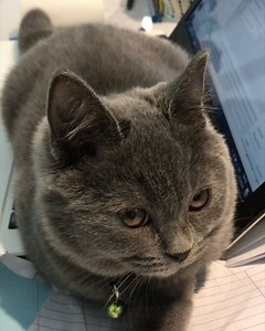 Introducing our new customer service specialist, Mr. Figaro! 🐾 | Catzonia